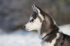 Siberian Husky Welpe Portrait