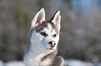 Siberian Husky Welpe Portrait