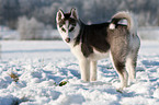 Siberian Husky Welpe