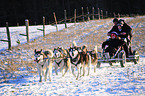 Siberian Husky ziehen Dogcart