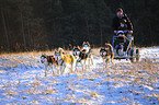 Siberian Husky ziehen Dogcart