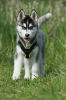 Sibirien Husky Welpe