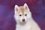 Sibirien Husky Welpe