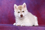 Sibirien Husky Welpe