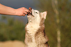 Sibirien Husky wird gefttert