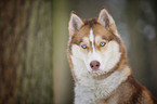 Sibirien Husky Portrait