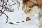 Sibirien Husky Portrait