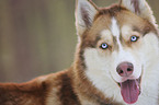 Sibirien Husky Portrait