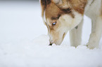 Sibirien Husky Portrait