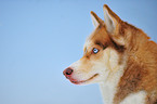 Sibirien Husky Portrait