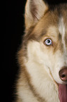 Sibirien Husky Auge