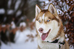 Sibirien Husky Portrait