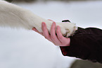 Sibirien Husky gibt Pftchen