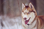 Sibirien Husky Portrait