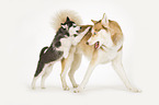 2 Sibirien Husky