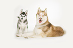 2 Sibirien Husky