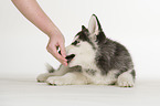 Sibirien Husky Welpe