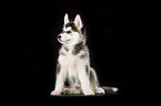 Sibirien Husky Welpe