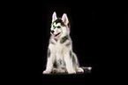 Sibirien Husky Welpe