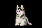 Sibirien Husky Welpe