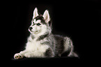 Sibirien Husky Welpe