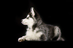 Sibirien Husky Welpe