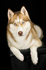 liegender Sibirien Husky