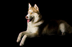 liegender Sibirien Husky