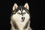 Sibirien Husky Portrait