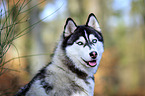 Sibirien Husky Portrait