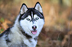 Sibirien Husky Portrait