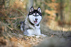 liegender Sibirien Husky