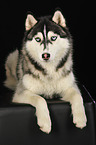 liegender Sibirien Husky