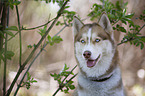 Sibirien Husky Portrait