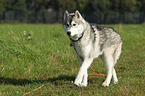 laufender Sibirien Husky