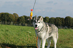 stehender Sibirien Husky