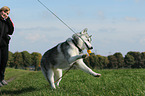 spielender Sibirien Husky