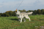 spielender Sibirien Husky