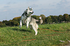 rennender Sibirien Husky