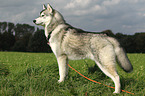 stehender Sibirien Husky