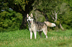 Sibirien Husky