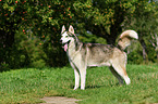 Sibirien Husky