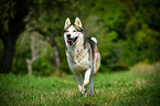 rennender Sibirien Husky