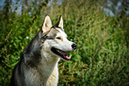 Sibirien Husky Portrait