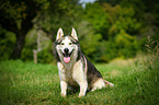 sitzender Sibirien Husky