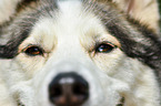 Sibirien Husky Augen