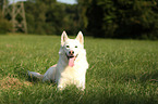 liegender Sibirien Husky