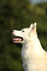 Sibirien Husky Portrait