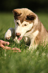 Sibirien Husky Welpe