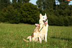 2 Sibirien Husky